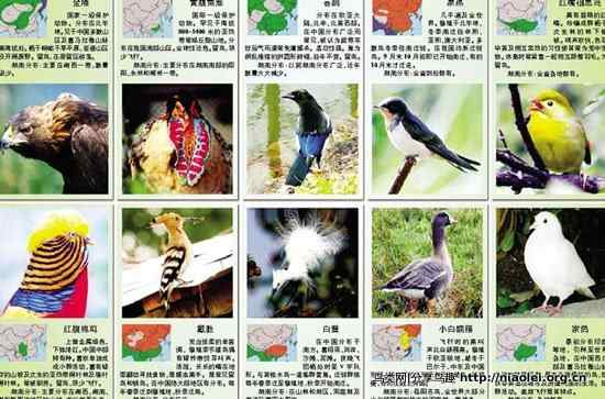 评不了国鸟，先评省鸟