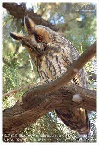 体形最大、分布最广、亚种最多的猫头鹰——雕鸮