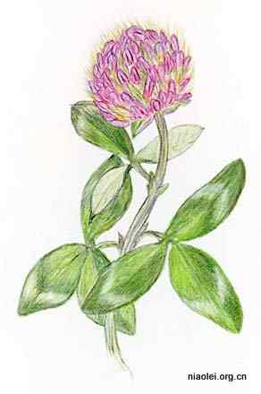 美国50州的州徽、州花、州树、州鸟(下)