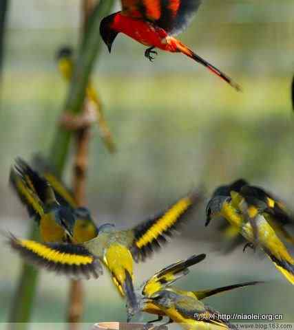 五彩缤纷的山椒鸟