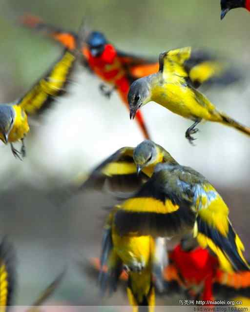 五彩缤纷的山椒鸟