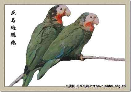 笼养鸟：鹦鹉类