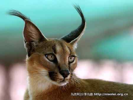 推荐BBC生态纪录片《行星地球》