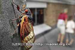 十大长途旅行动物