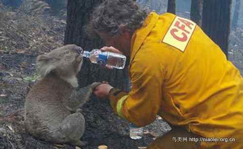 ubuntu各大发行版的动物代号