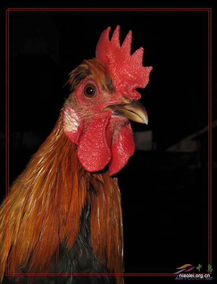 微距摄影 雄赳赳的宠物鸡