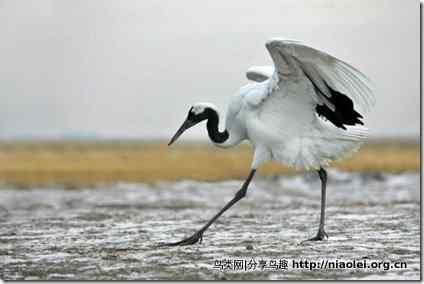 岂能因一个译名而换国鸟