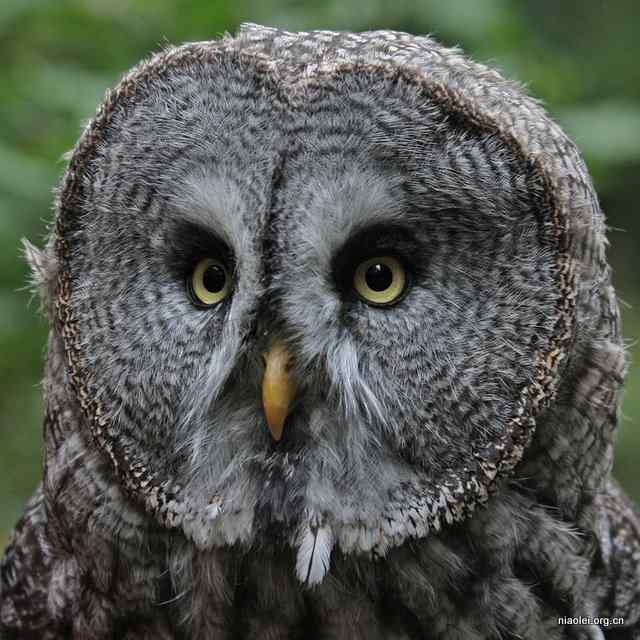 [组图]乌林鸮 Great Grey Owl 大灰猫头鹰