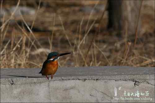 十渡拍鸟——满载而归