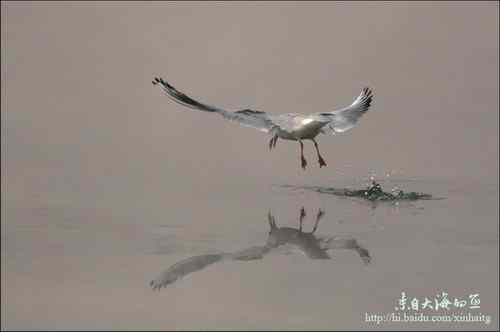 文质彬彬红嘴鸥