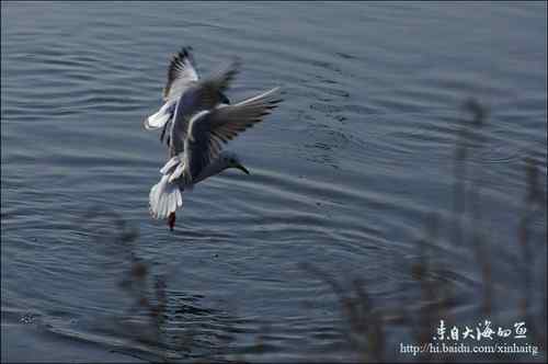 快乐海燕的诗——《海鸥》