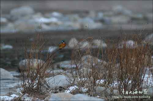 十渡拍鸟——满载而归