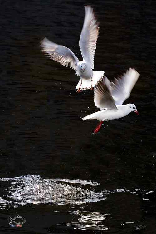 天津海河鸥影—百微红嘴鸥