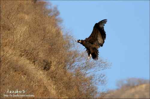 白河峡谷座山雕