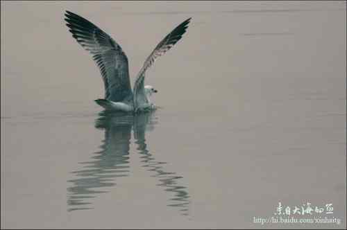 文质彬彬红嘴鸥