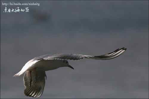 快乐海燕的诗——《海鸥》