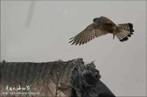 猛禽红隼