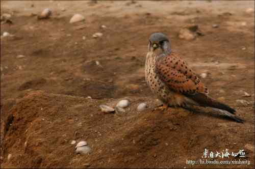 十渡拍鸟——满载而归