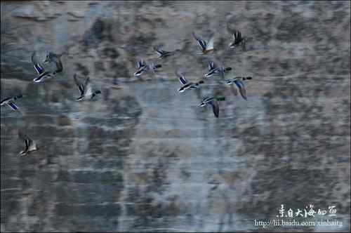 十渡拍鸟——满载而归