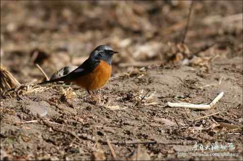 十渡拍鸟——满载而归