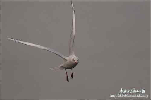 文质彬彬红嘴鸥