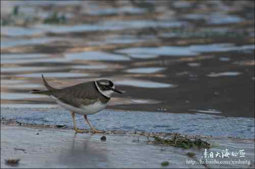 十渡拍鸟——满载而归
