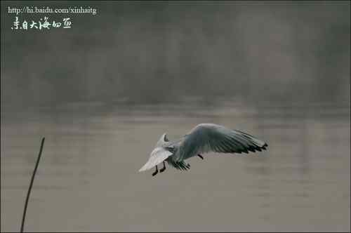 文质彬彬红嘴鸥