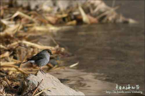 十渡拍鸟——满载而归