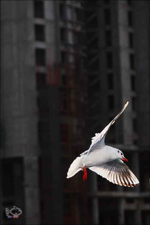 天津海河鸥影—百微红嘴鸥