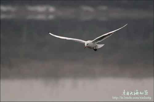 文质彬彬红嘴鸥