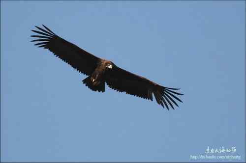 白河峡谷座山雕