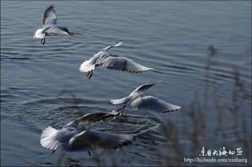 快乐海燕的诗——《海鸥》