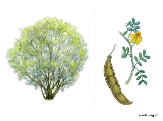 美国50州的州徽、州花、州树、州鸟(上)