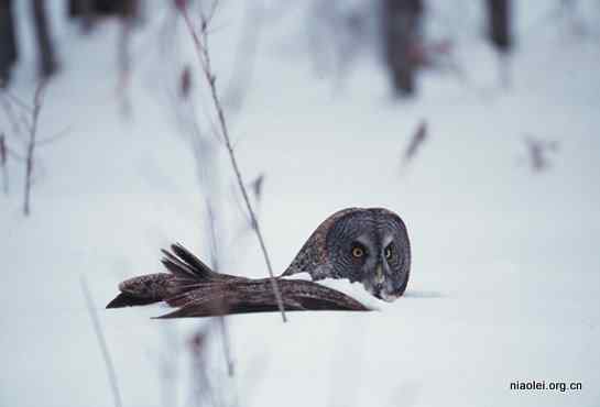 [组图]乌林鸮 Great Grey Owl 大灰猫头鹰