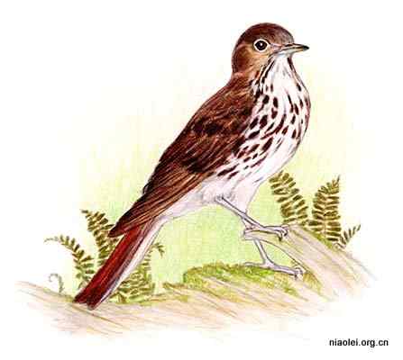 美国50州的州徽、州花、州树、州鸟(下)