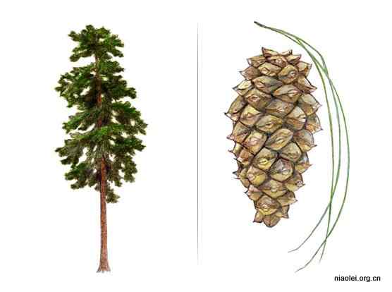 美国50州的州徽、州花、州树、州鸟(上)