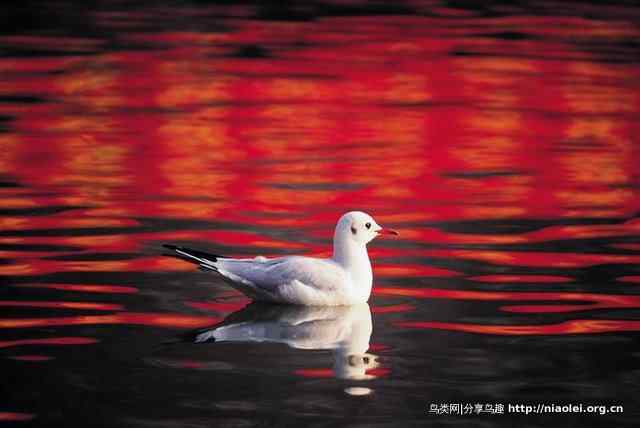 暮色残阳中的鸟