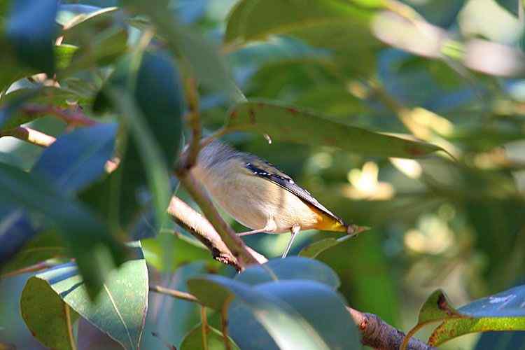 在澳洲拍鸟：斑食蜜雀 珠颈斑鸠