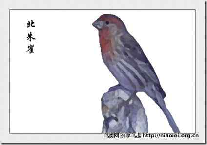 家庭笼养鸟类图鉴之雀科鸟