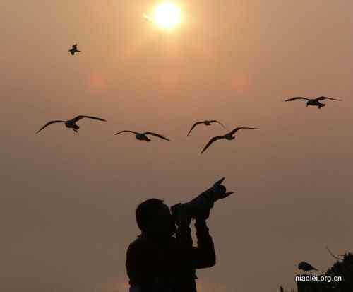 观鸟和摄鸟：扰鸟？