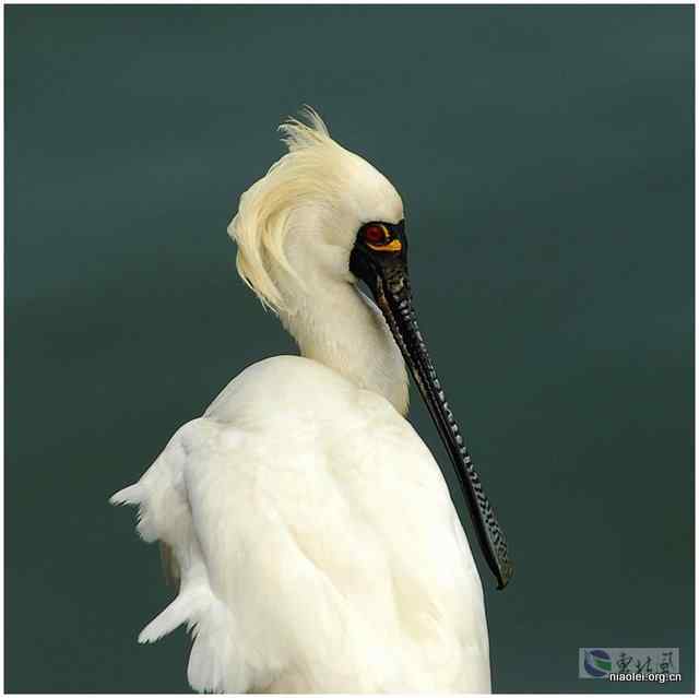 [观鸟]庄河 黑脸琵鹭