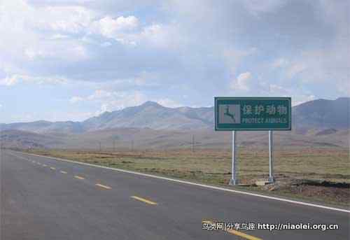 中国公路致死野生动物数量惊人