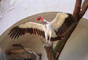 世界各国国鸟图片