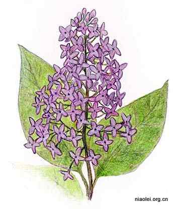 美国50州的州徽、州花、州树、州鸟(下)