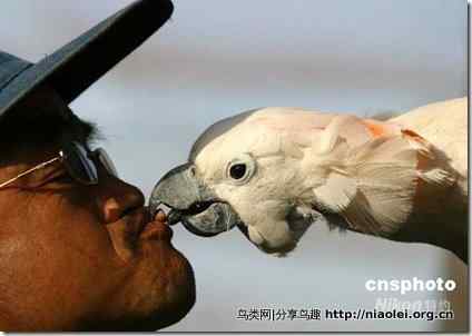 人鸟争食