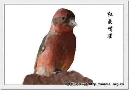 家庭笼养鸟类图鉴之雀科鸟