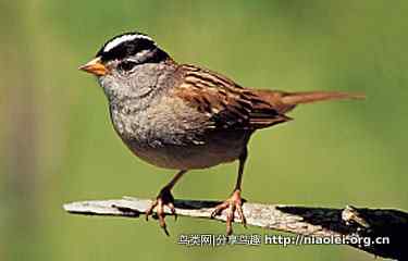 六步捕捉鸟类的美丽照片