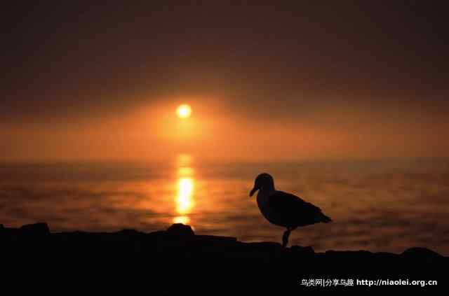 暮色残阳中的鸟