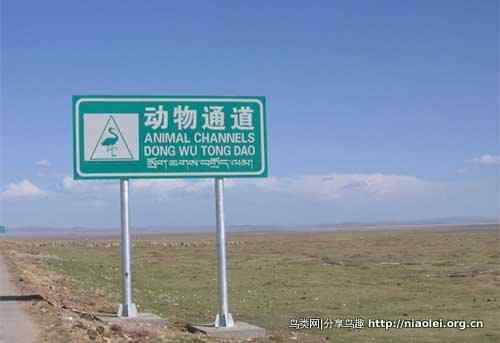 中国公路致死野生动物数量惊人