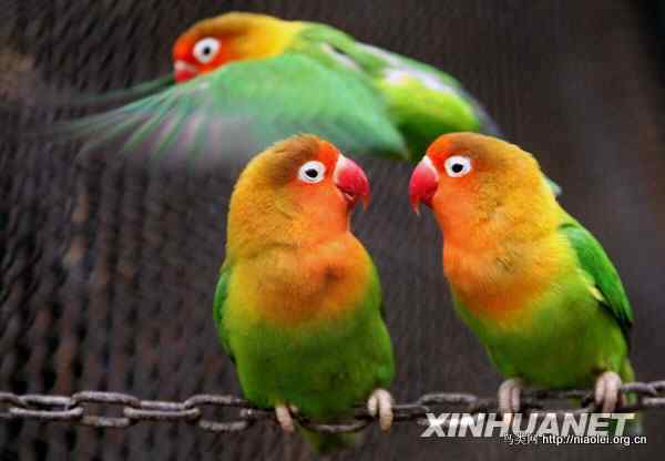 南京红山森林动物园的美丽鹦鹉